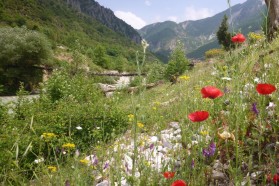 A beautiful wild flower slope above the Bence – a tributary to the Vjosa just below Tepelena.